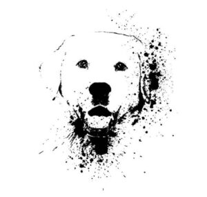Perro